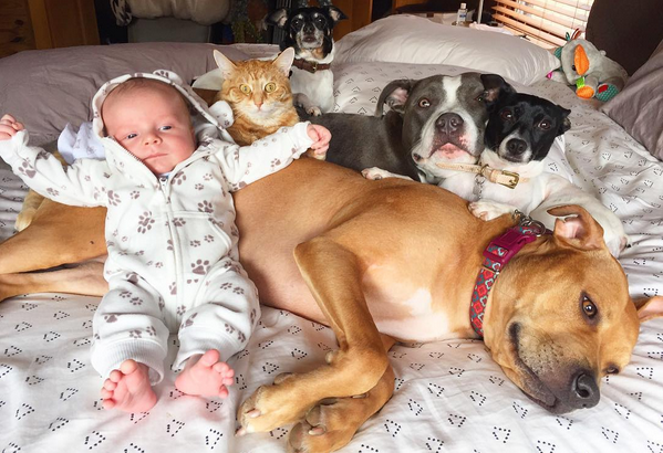 familia al completo bebé y mascotas